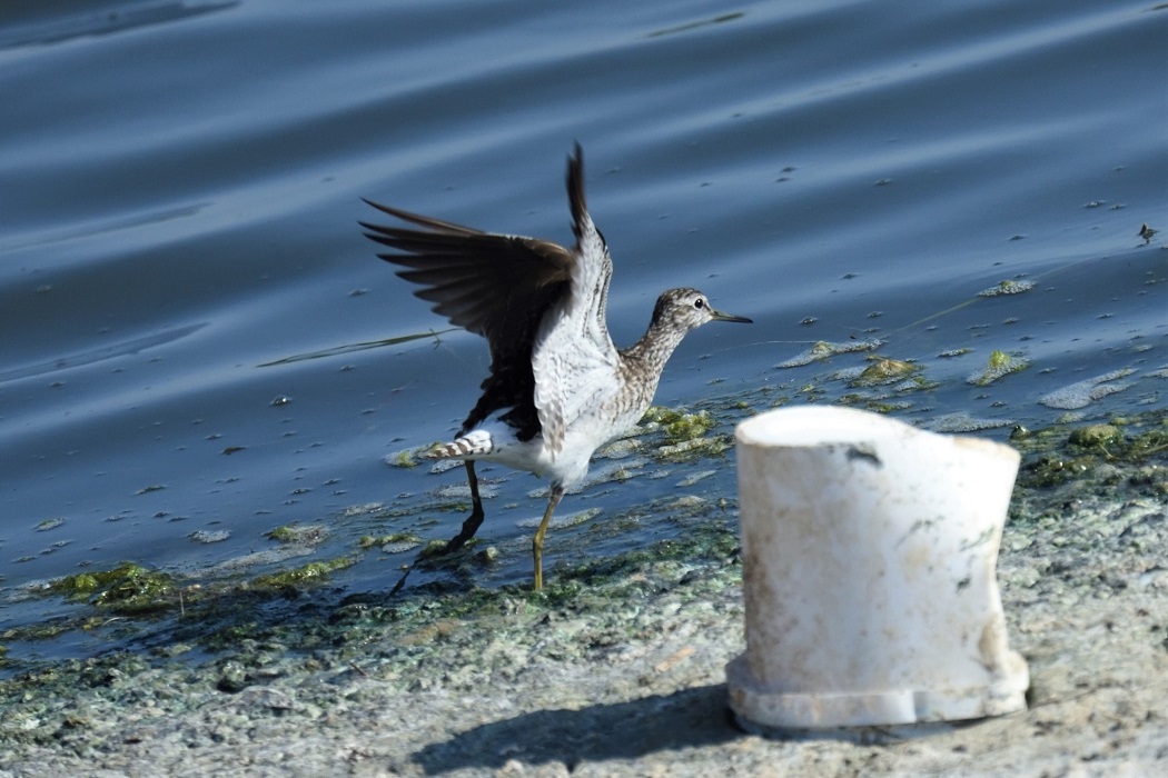 Wood Sandpiper
